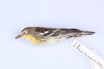 Media type: image;   Ornithology 165361 Description: Dendroica fusca;  Aspect: lateral